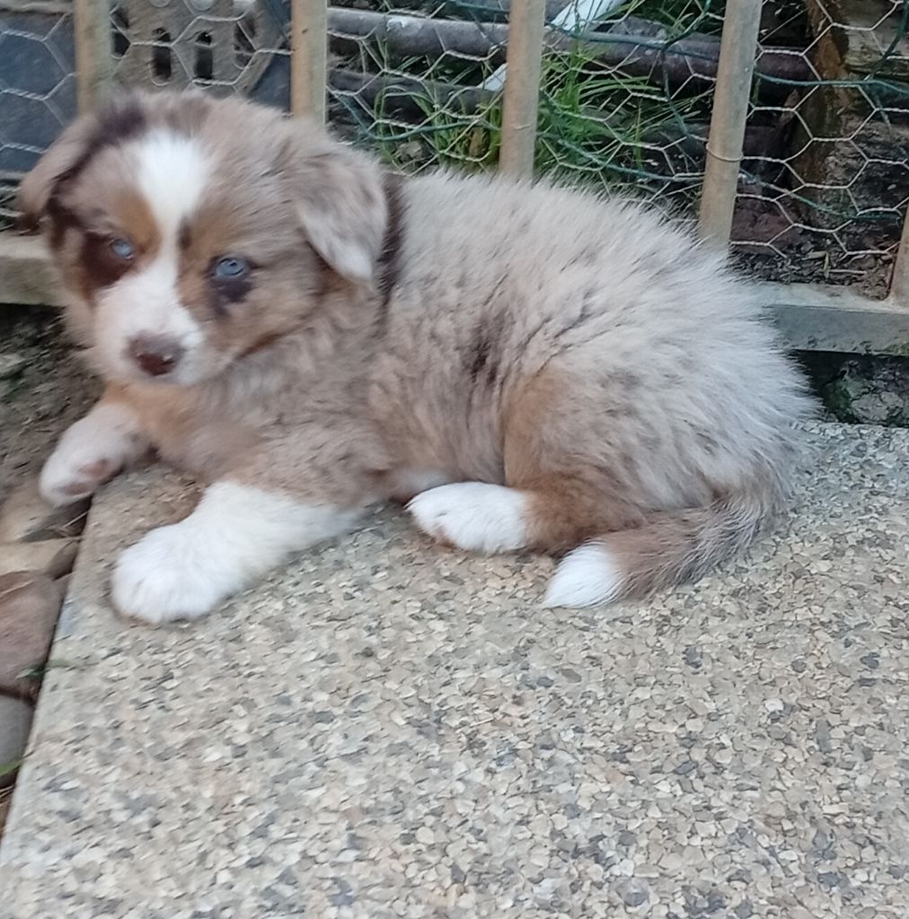 Matata des Dunes - Chiots disponibles - Berger Américain Miniature 
