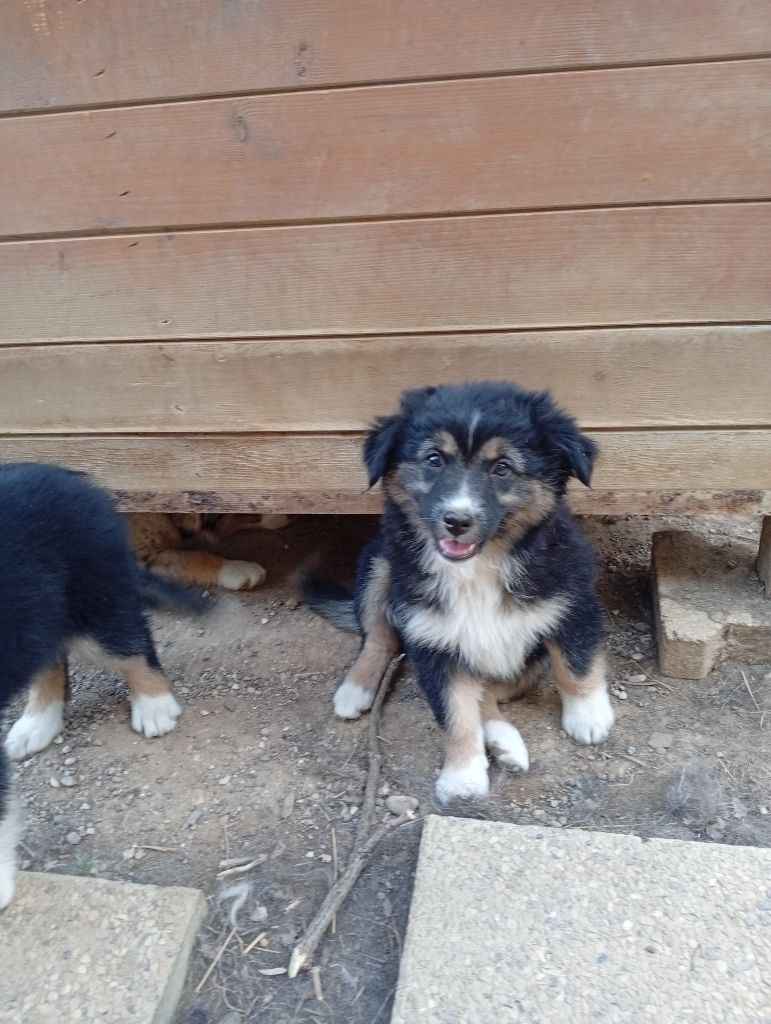 Matata des Dunes - Chiots disponibles - Berger Américain Miniature 
