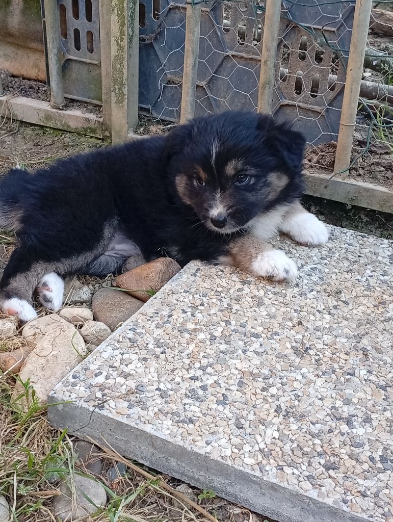 Matata des Dunes - Chiots disponibles - Berger Américain Miniature 